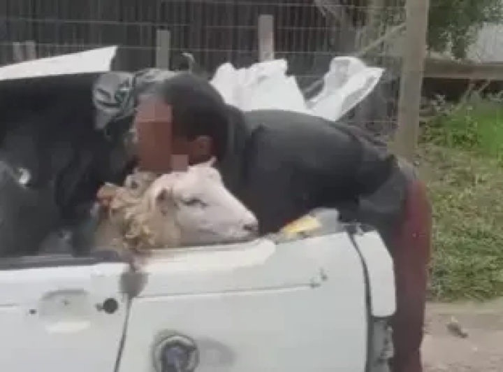  Dupla  presa com materiais furtados e ovelha escondida dentro de carro no bairro Industrial