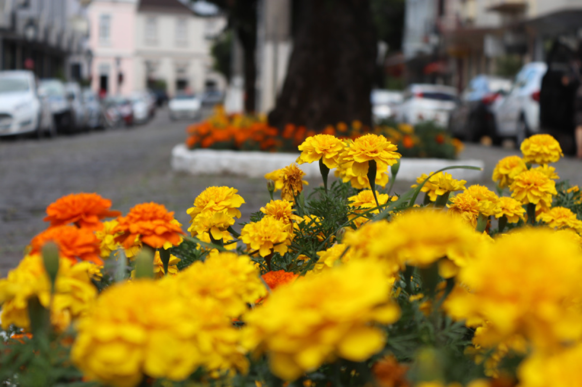 Secretaria Municipal de Meio Ambiente -  Administrao Municipal investe no plantio de flores para o embelezamento da cidade