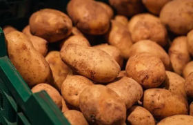  Agricultura -  Aberto perodo para pedidos de sementes de batata, em Carlos Barbosa