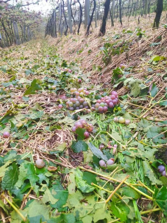 Temporal em Farroupilha, RS, causa prejuzos aos produtores de uvas